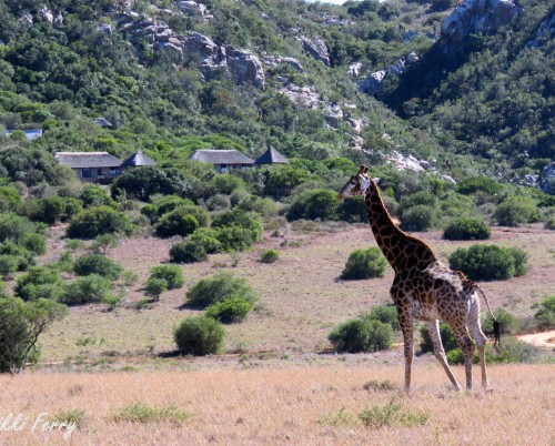 Amakhala Woodbury Lodge