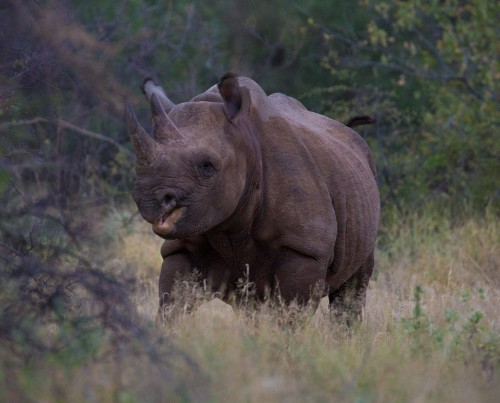 Saruni Rhino