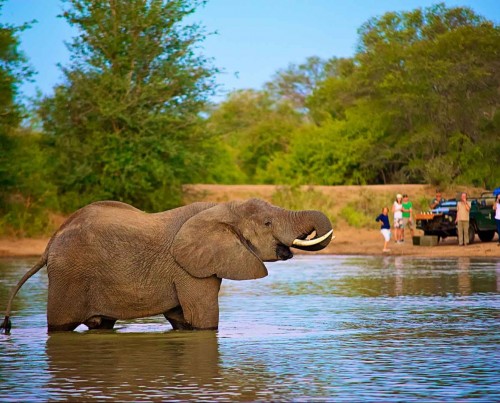 NThambo Tree Camp